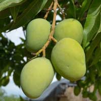 African Mango Sugar Defender ingredient