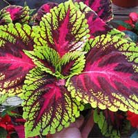 Coleus Sugar Defender ingredient