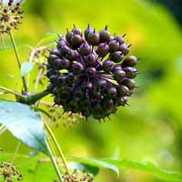 Eleuthero Sugar Defender ingredient