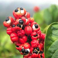 Guarana Sugar Defender ingredient