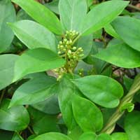 Gymnema Sugar Defender ingredient
